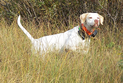 white hunting dog breeds